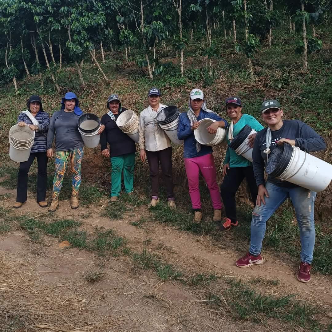 Green Coffee Beans Bulk